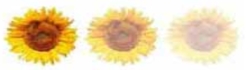 uk gardening websites logo - abriachan nurseries